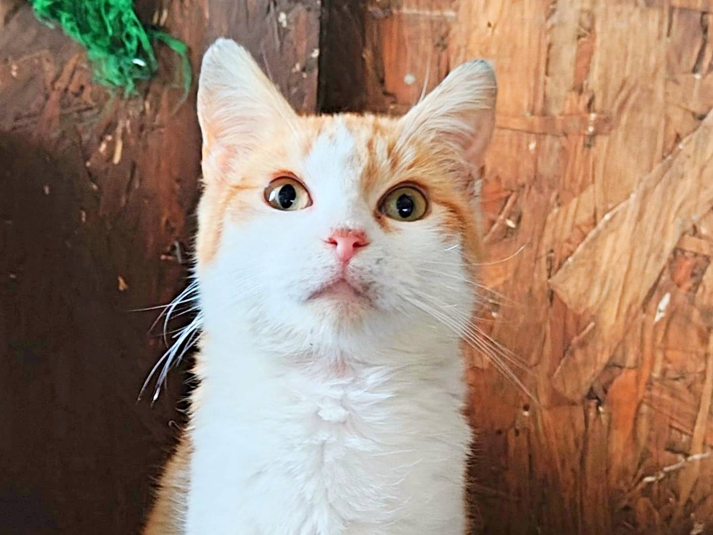 Adotta un gatto, maschio, 4 mesi, Cremona