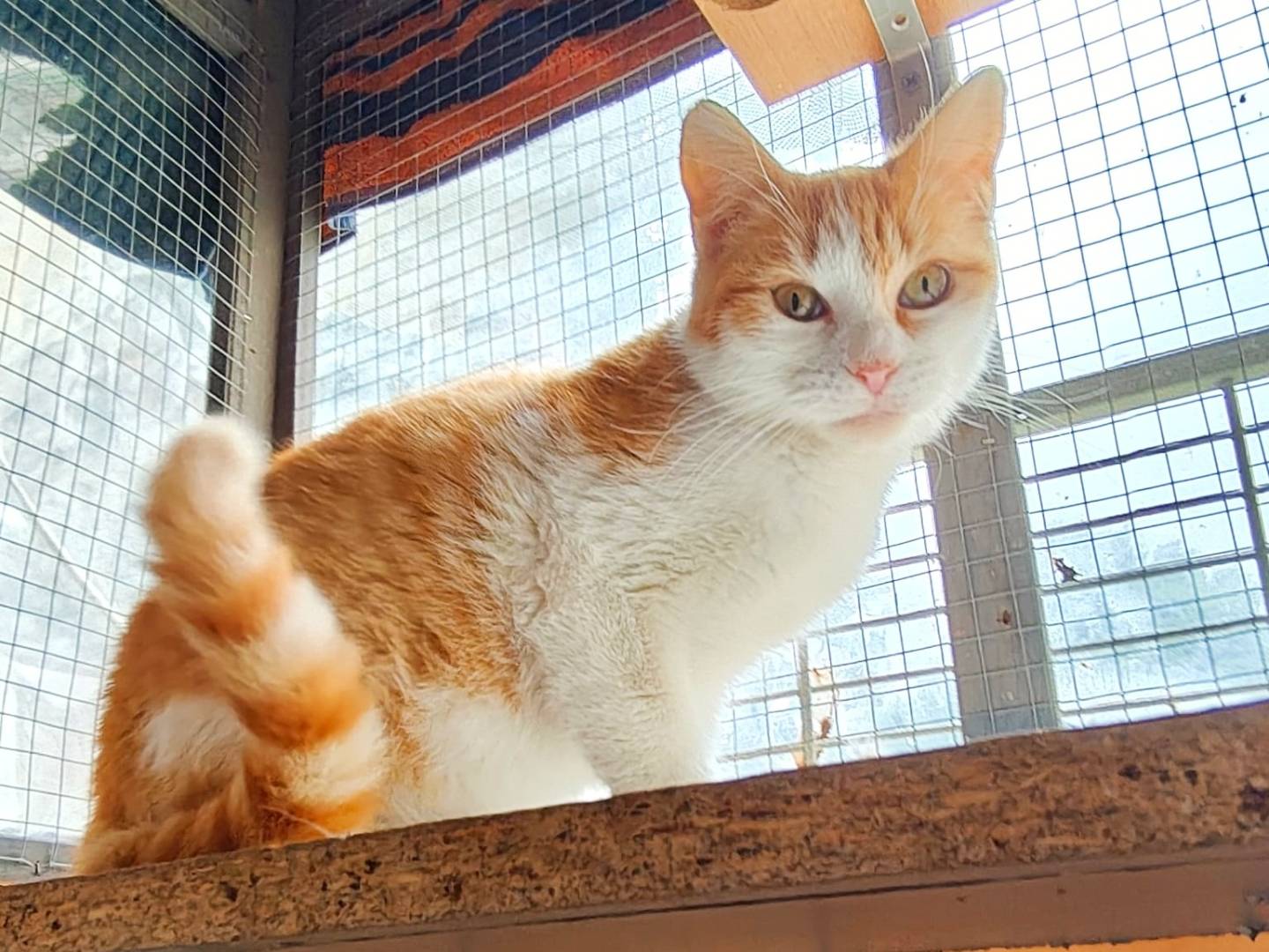 Adotta un gatto, taglia non valida, maschio, Cremona