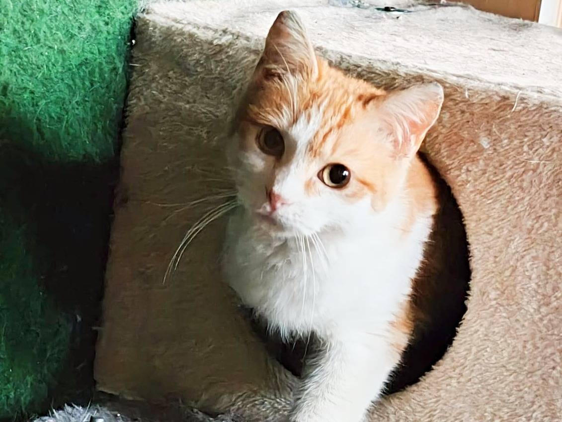 Vuoi adottare un gatto a Cremona?