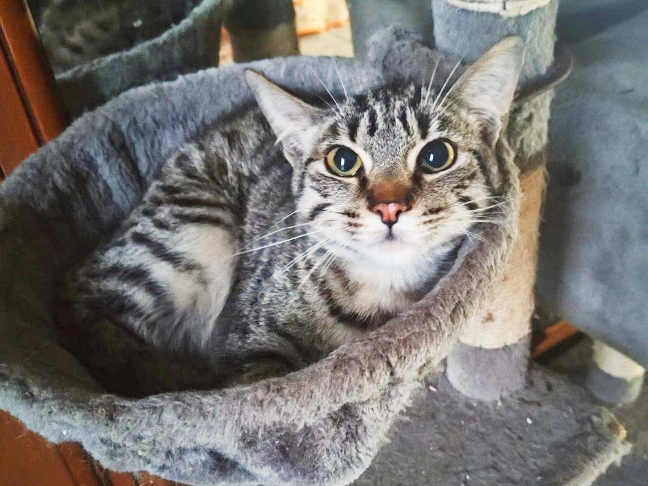 Adozione gatto, maschio, Razza sconosciuta Razza sconosciuta, 8 mesi, taglia non valida, Cremona