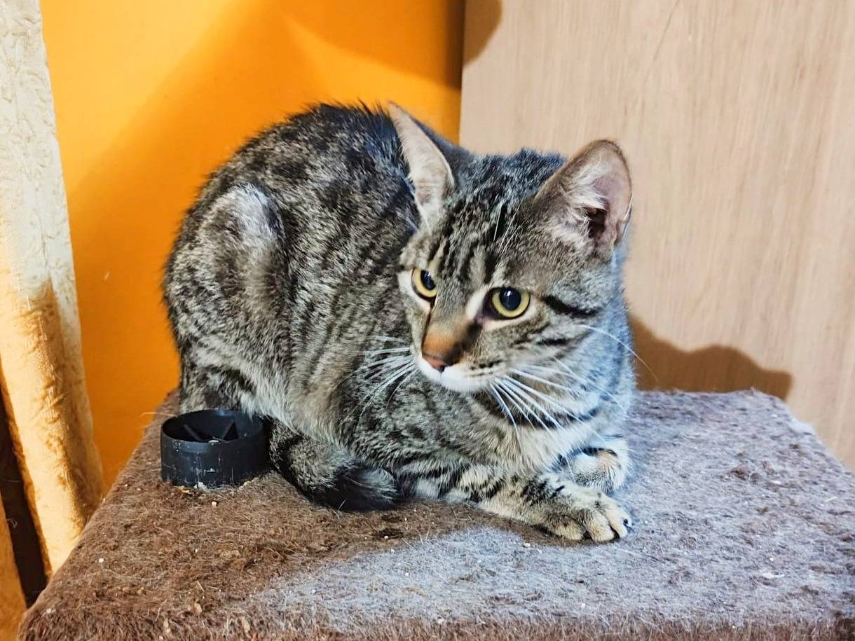 Adotta un gatto, maschio, 8 mesi, Cremona