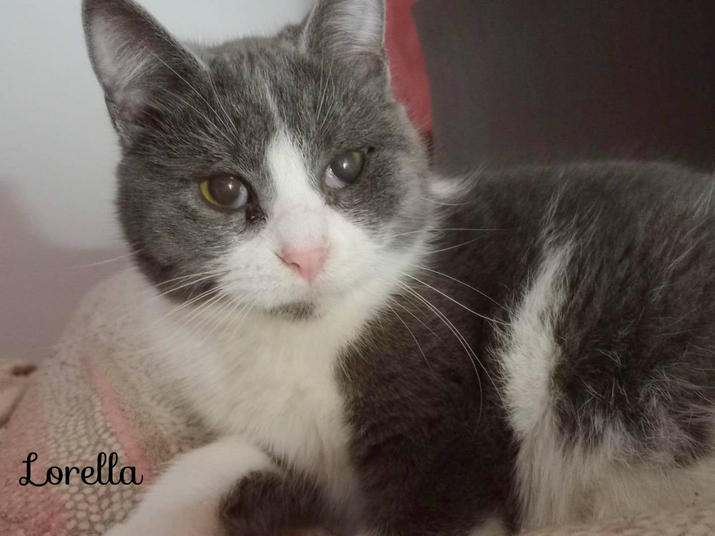 Adozione gatto, femmina, Razza sconosciuta Razza sconosciuta, 7 mesi, taglia non valida, Cremona