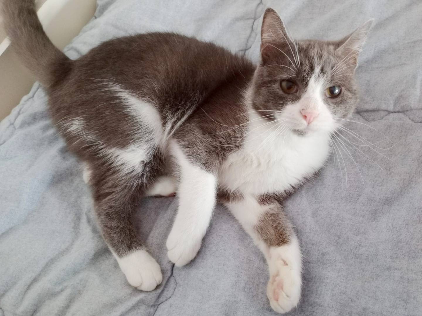 Adotta un gatto, femmina, 7 mesi, Cremona