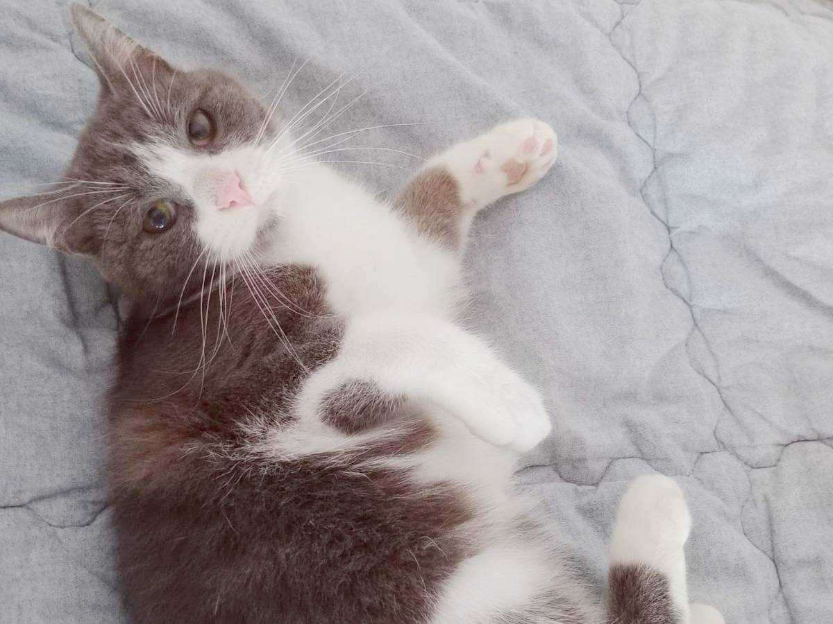 Adotta un gatto, taglia non valida, femmina, Cremona