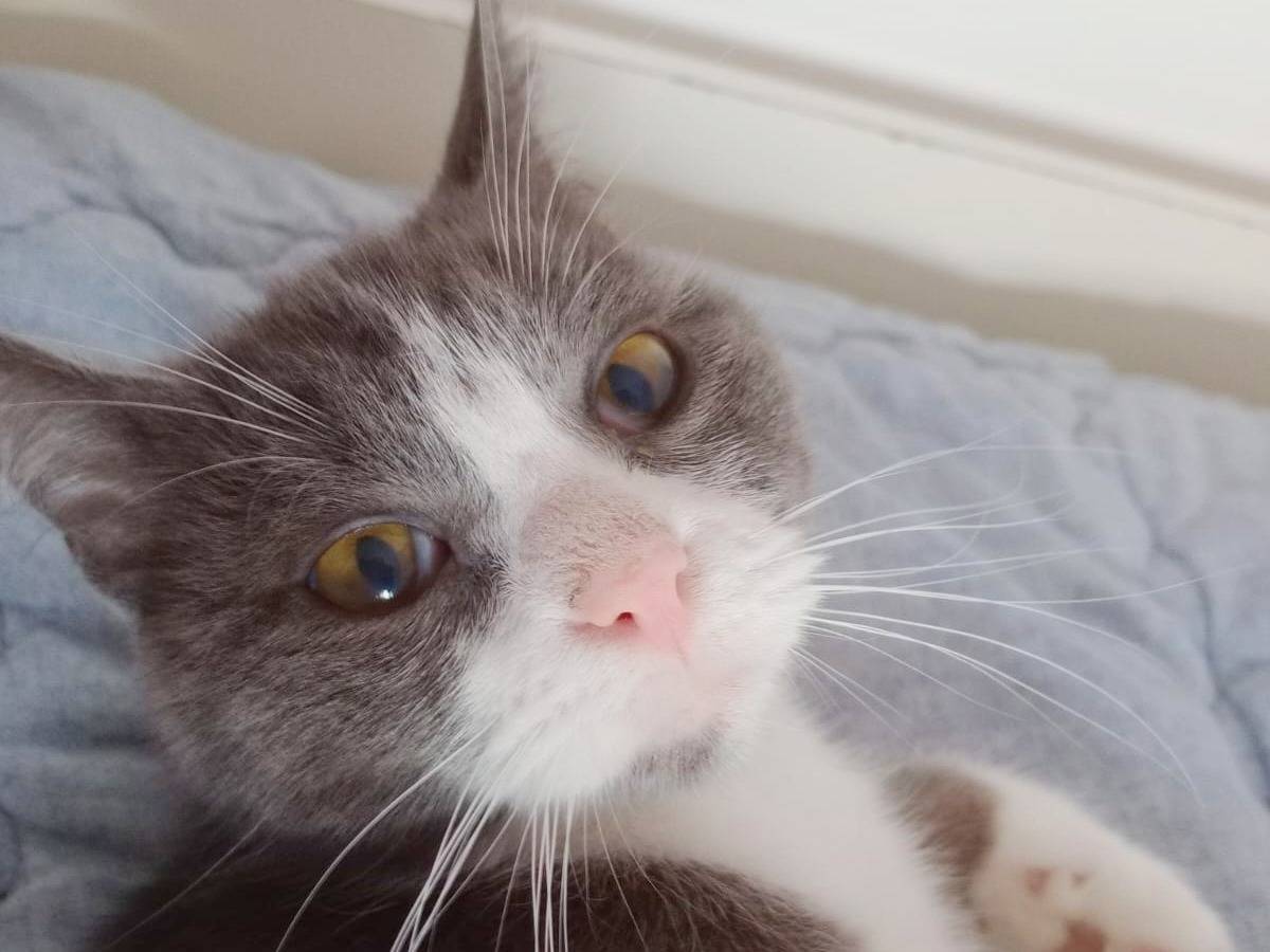 Vuoi adottare un gatto a Cremona?