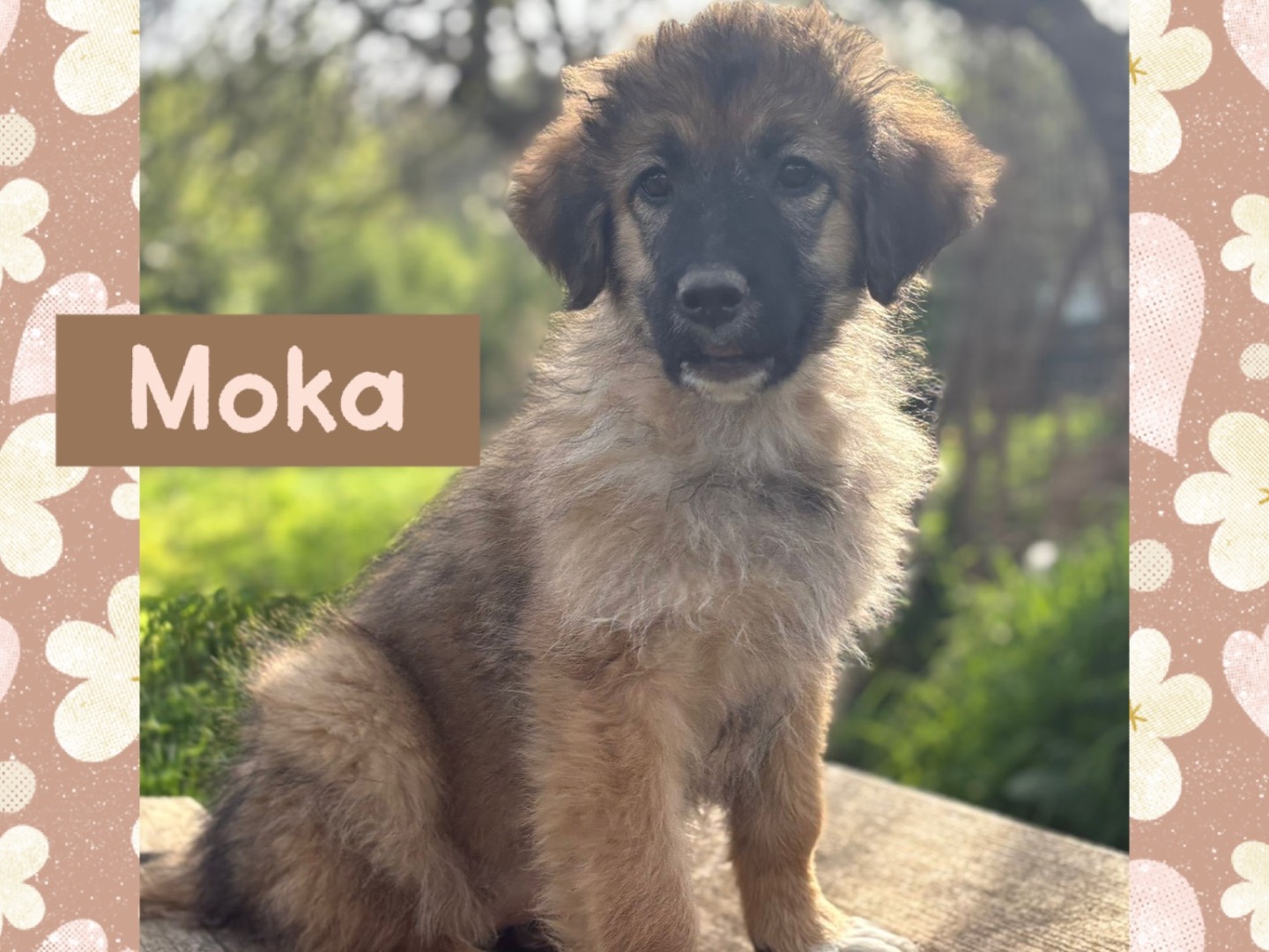 Adozione cane, femmina, Razza sconosciuta Razza sconosciuta, 3 mesi, taglia media, Catanzaro