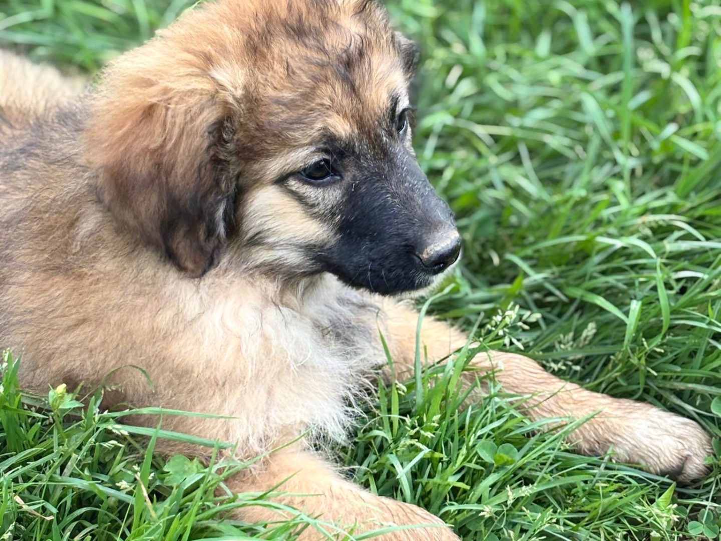 Adotta un cane, femmina, 3 mesi, Catanzaro