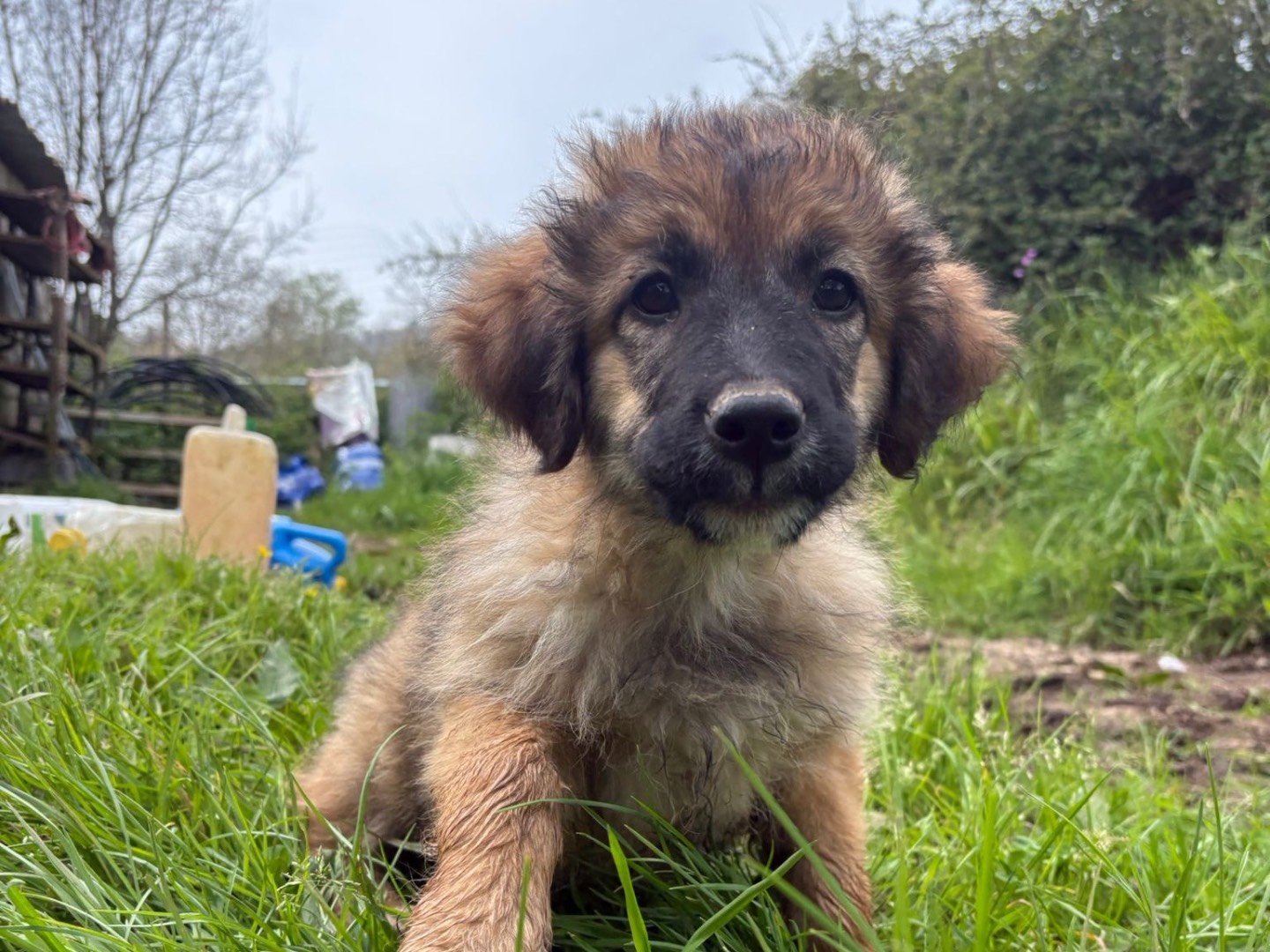 Adotta un cane, taglia media, femmina, Catanzaro