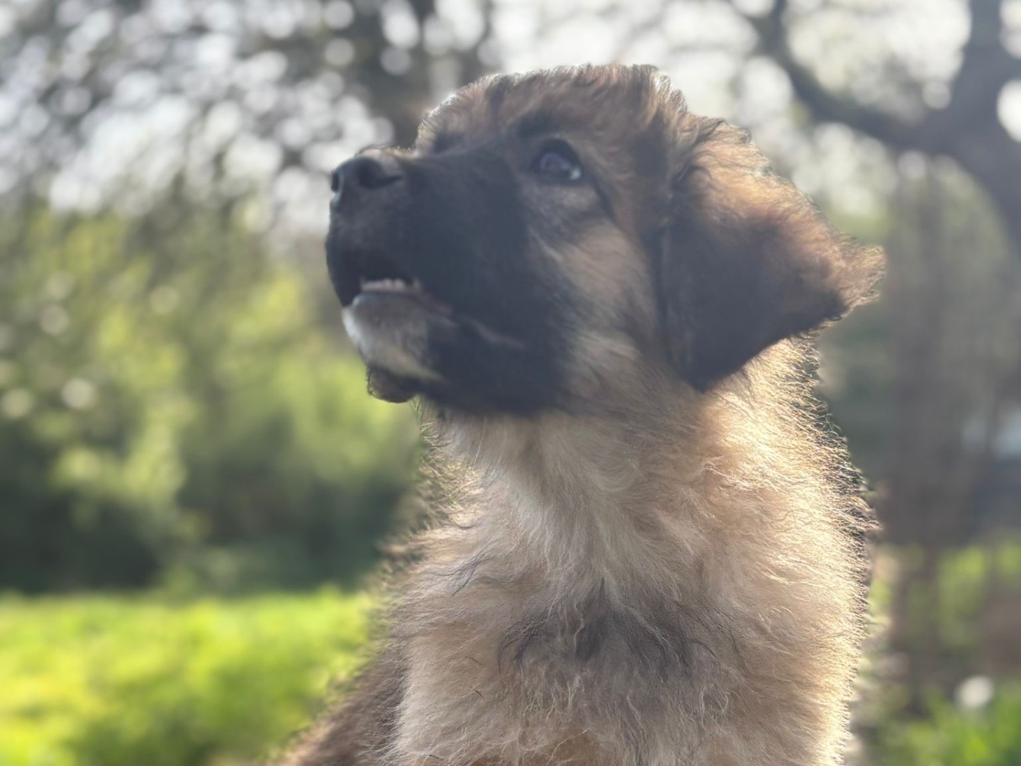 Vuoi adottare un cane a Catanzaro?