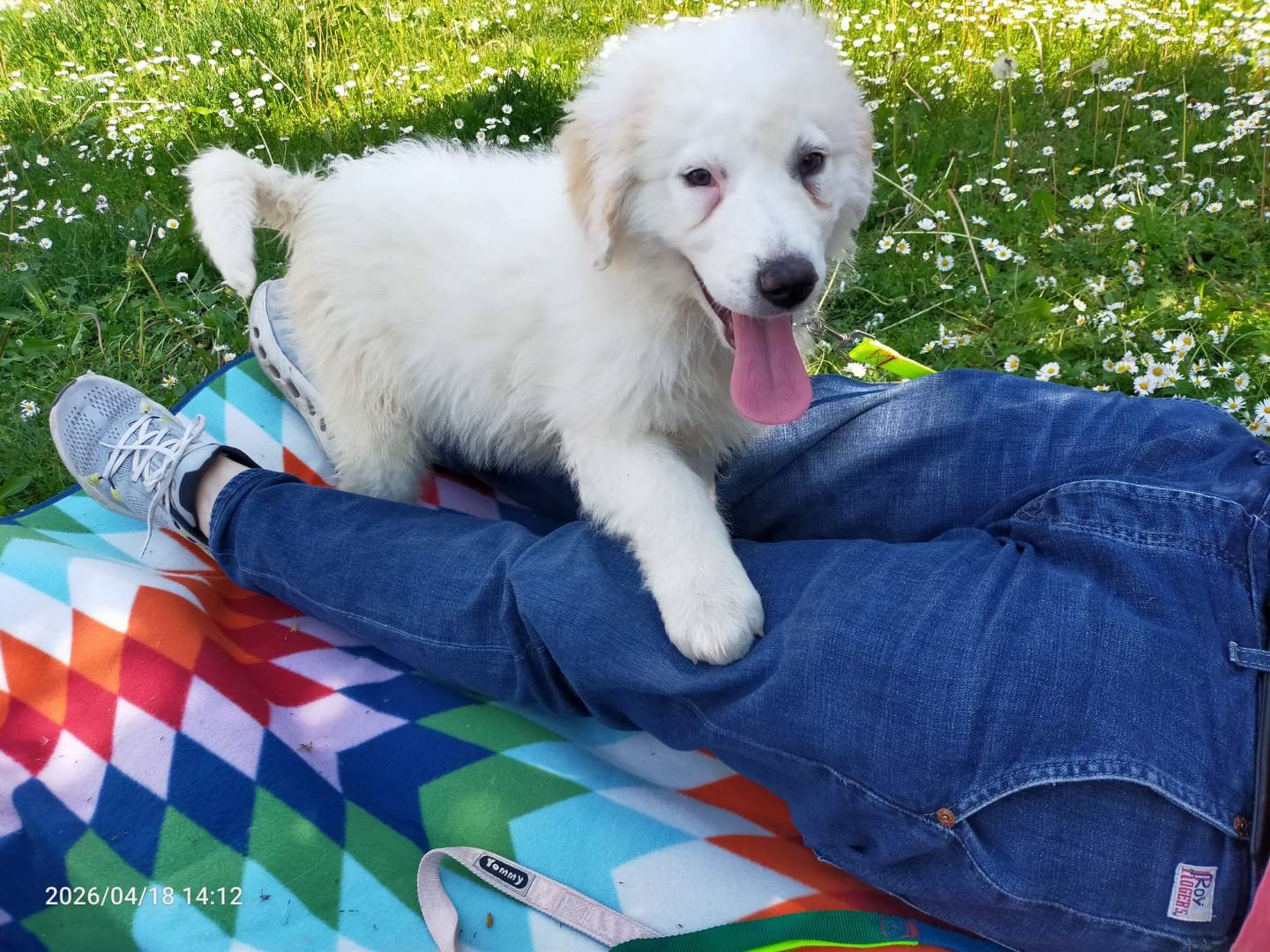 Adotta un cane, maschio, 3 mesi, Treviso