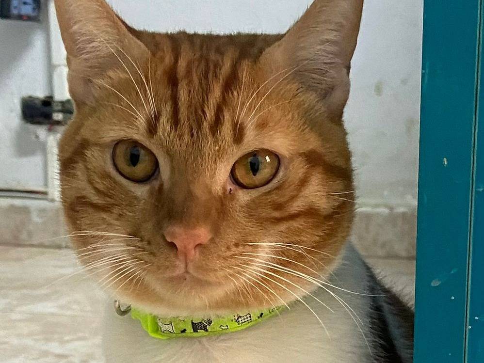 Adozione gatto, maschio, Razza sconosciuta Razza sconosciuta, 1 anno e 6 mesi, taglia non valida, Milano