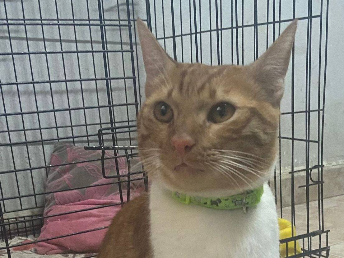 Adotta un gatto, taglia non valida, maschio, Milano