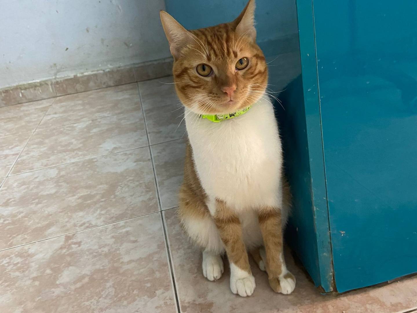 Vuoi adottare un gatto a Milano?