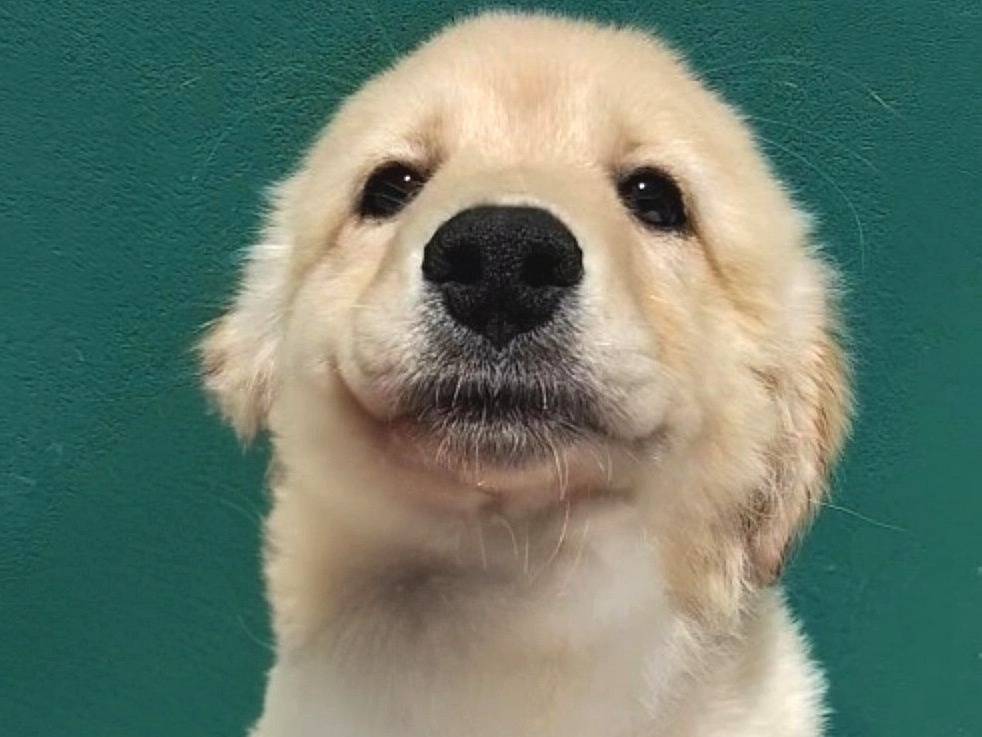 Adozione cane, femmina, Razza sconosciuta Razza sconosciuta, 2 mesi, taglia media, Bergamo