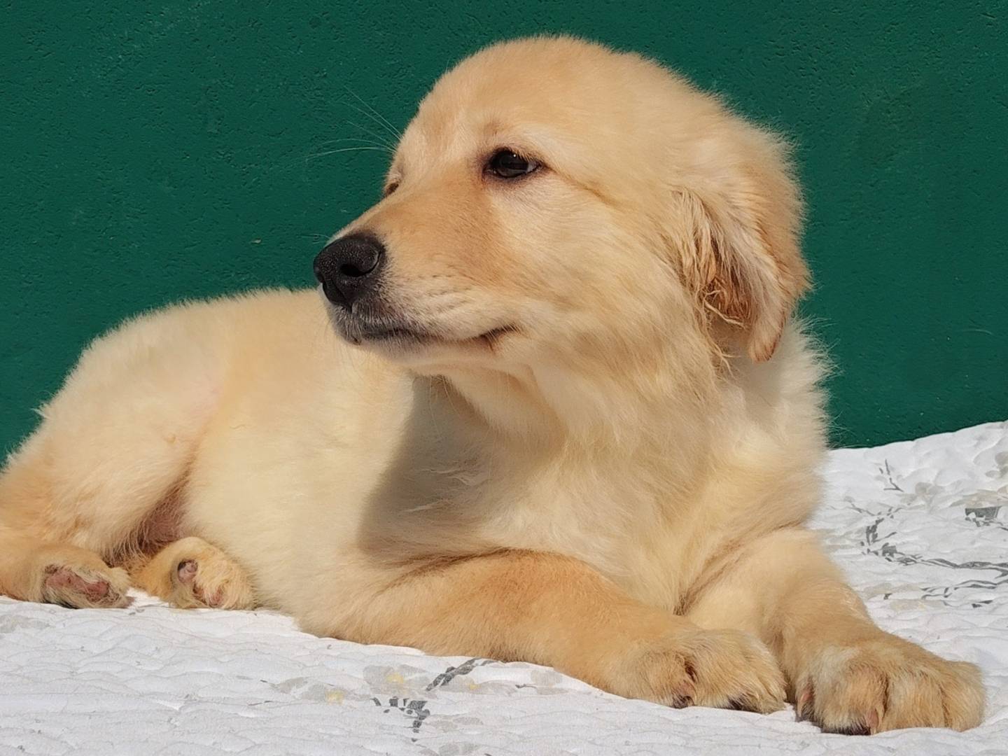 Adotta un cane, taglia media, femmina, Bergamo