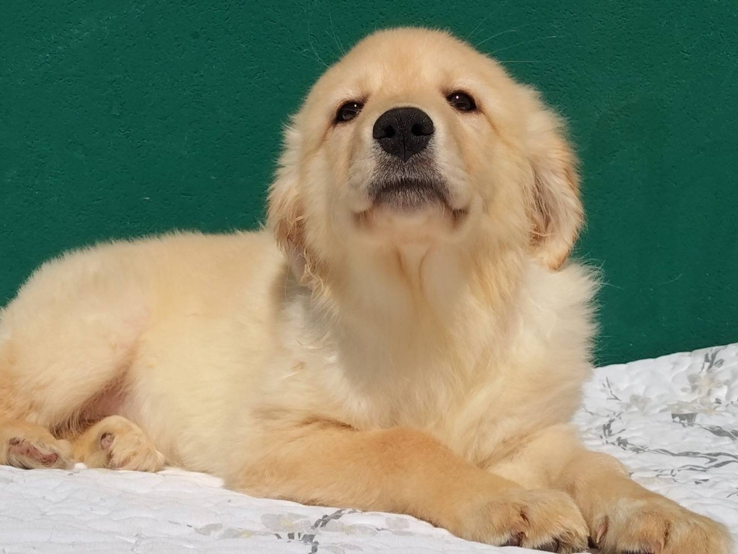 Vuoi adottare un cane a Bergamo?