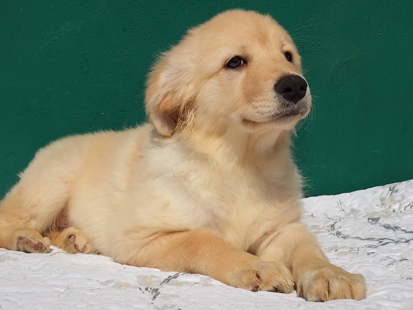 Adotta il cane KARMA a Bergamo