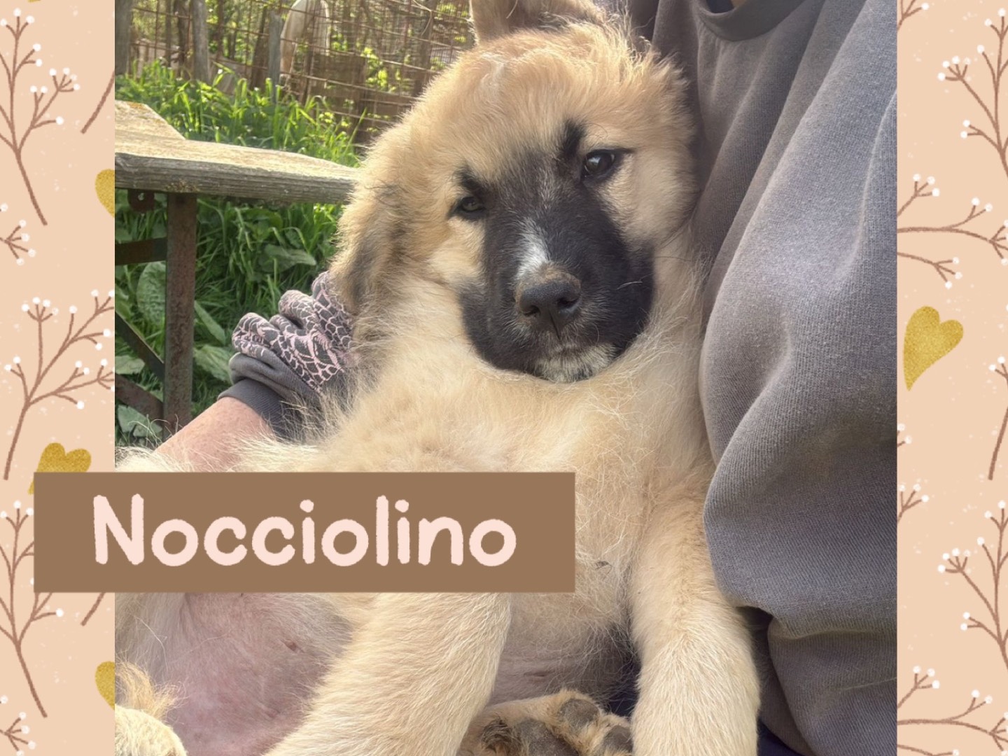 Adozione cane, maschio, Razza sconosciuta Razza sconosciuta, 3 mesi, taglia media, Catanzaro