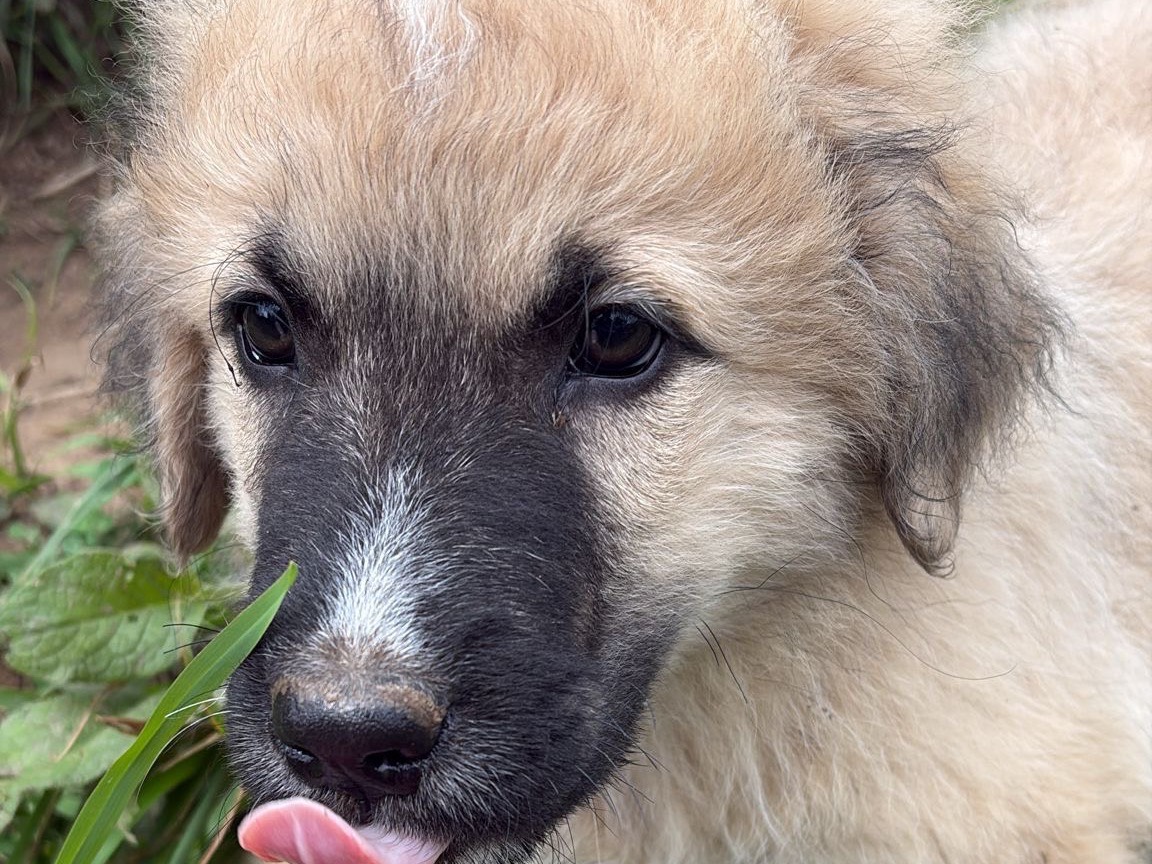Adotta un cane, maschio, 3 mesi, Catanzaro