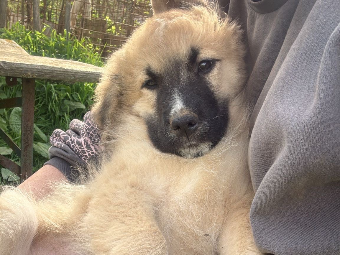 Vuoi adottare un cane a Catanzaro?