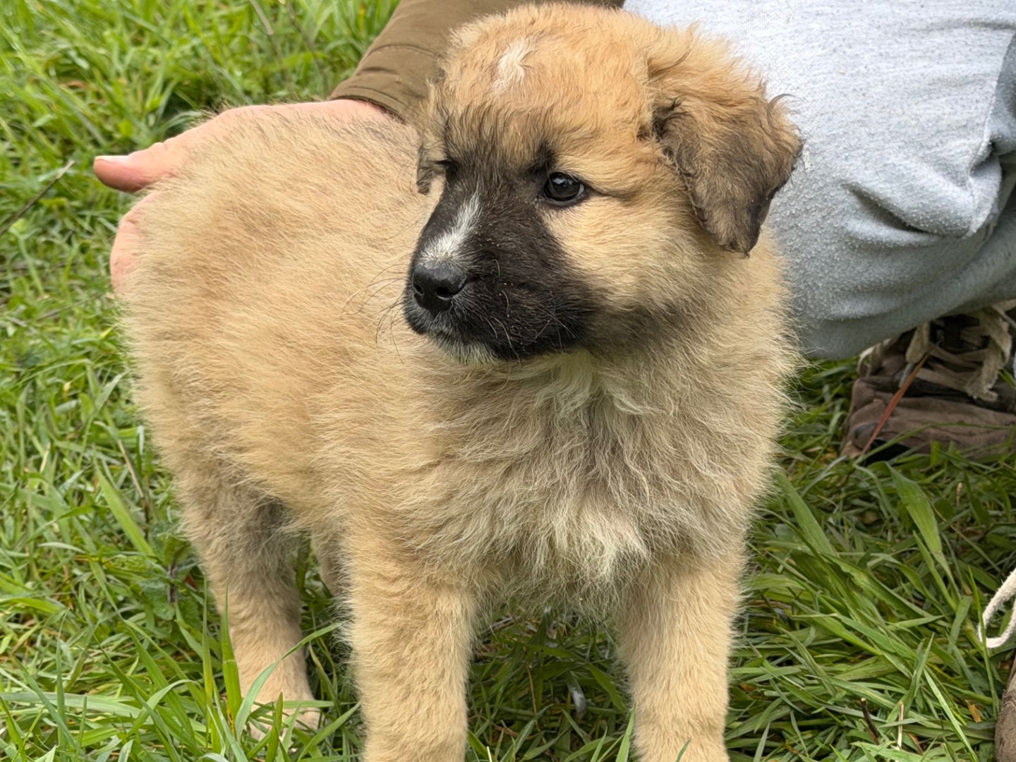 Adotta il cane Nocciolino a Catanzaro