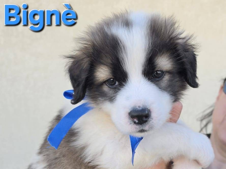 Adotta un cane, maschio, 1 mesi, Taranto