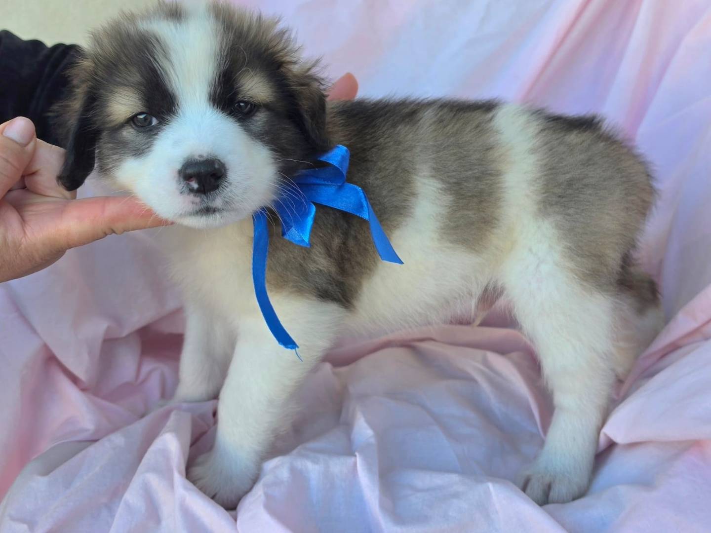 Adotta un cane, taglia grande, maschio, Taranto