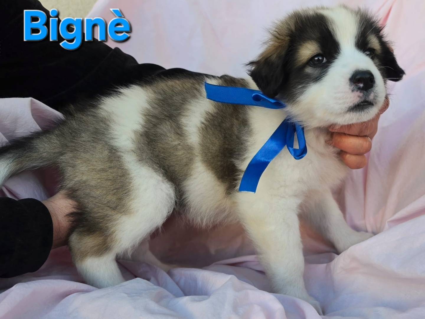 Vuoi adottare un cane a Taranto?