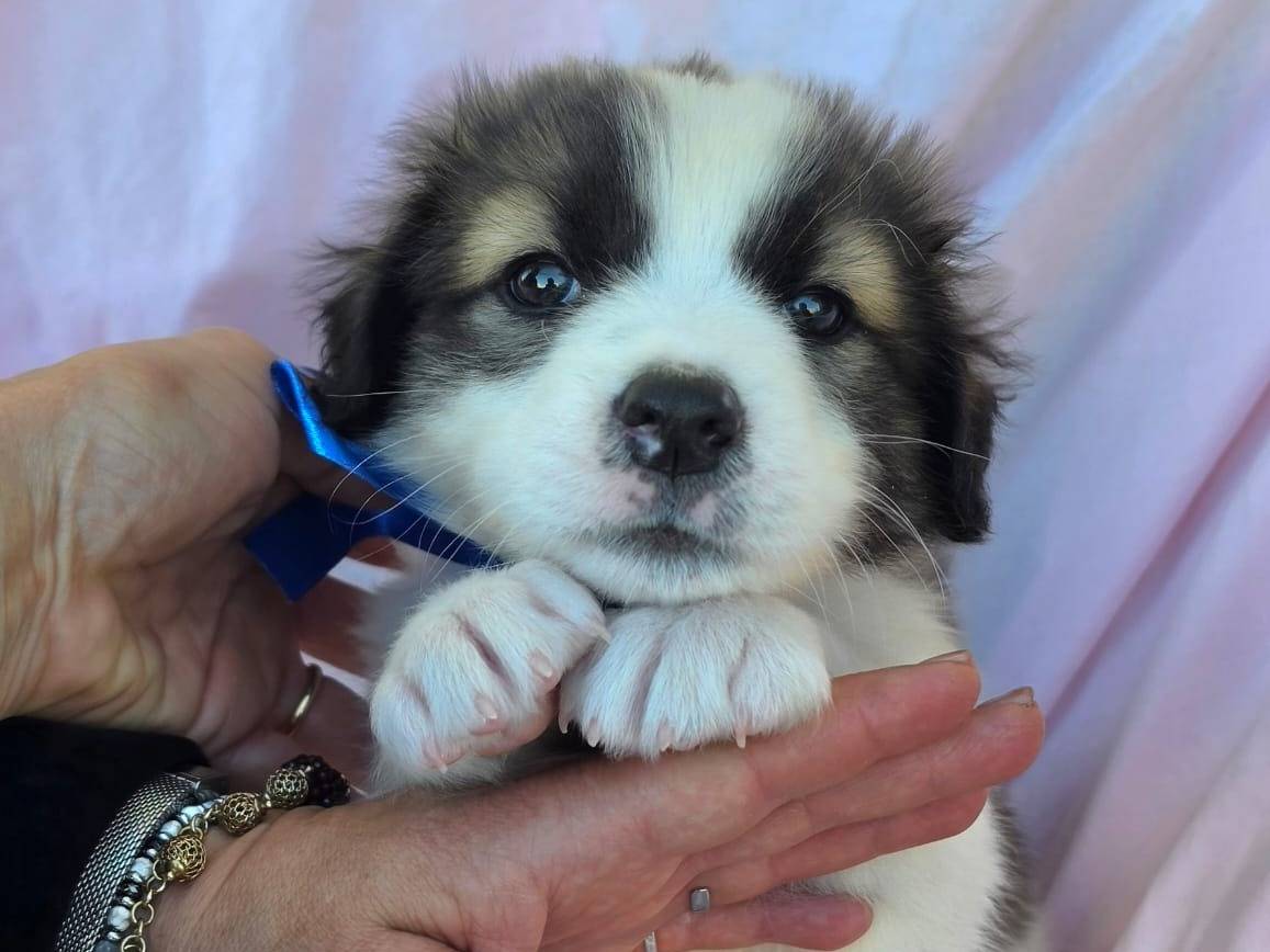 Adotta il cane Bigné a Taranto