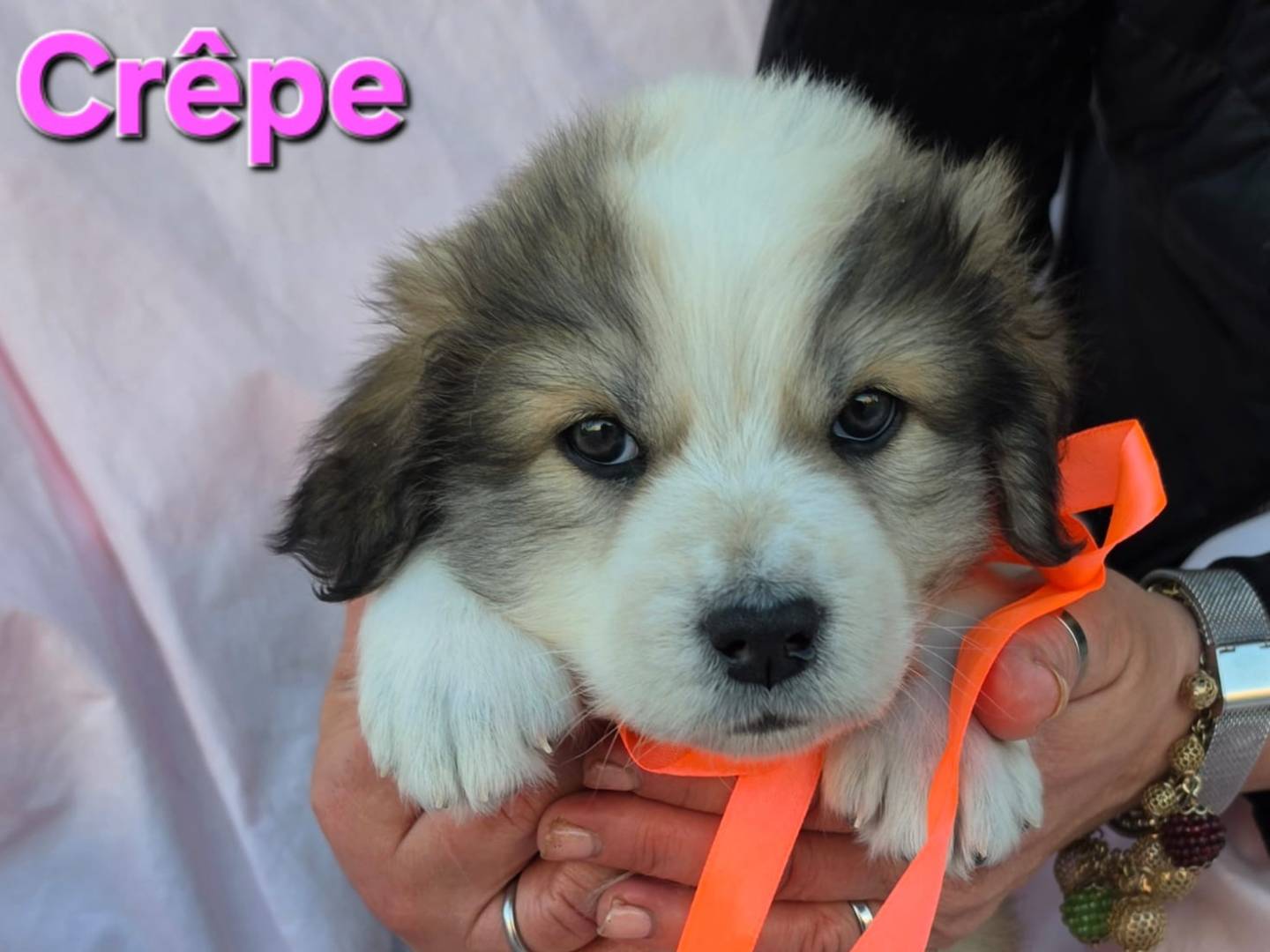 Adozione cane, femmina, Razza sconosciuta Razza sconosciuta, 1 mesi, taglia grande, Taranto