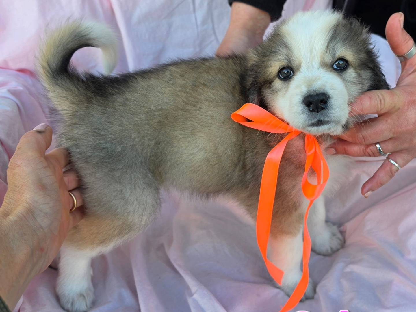 Adotta un cane, femmina, 1 mesi, Taranto