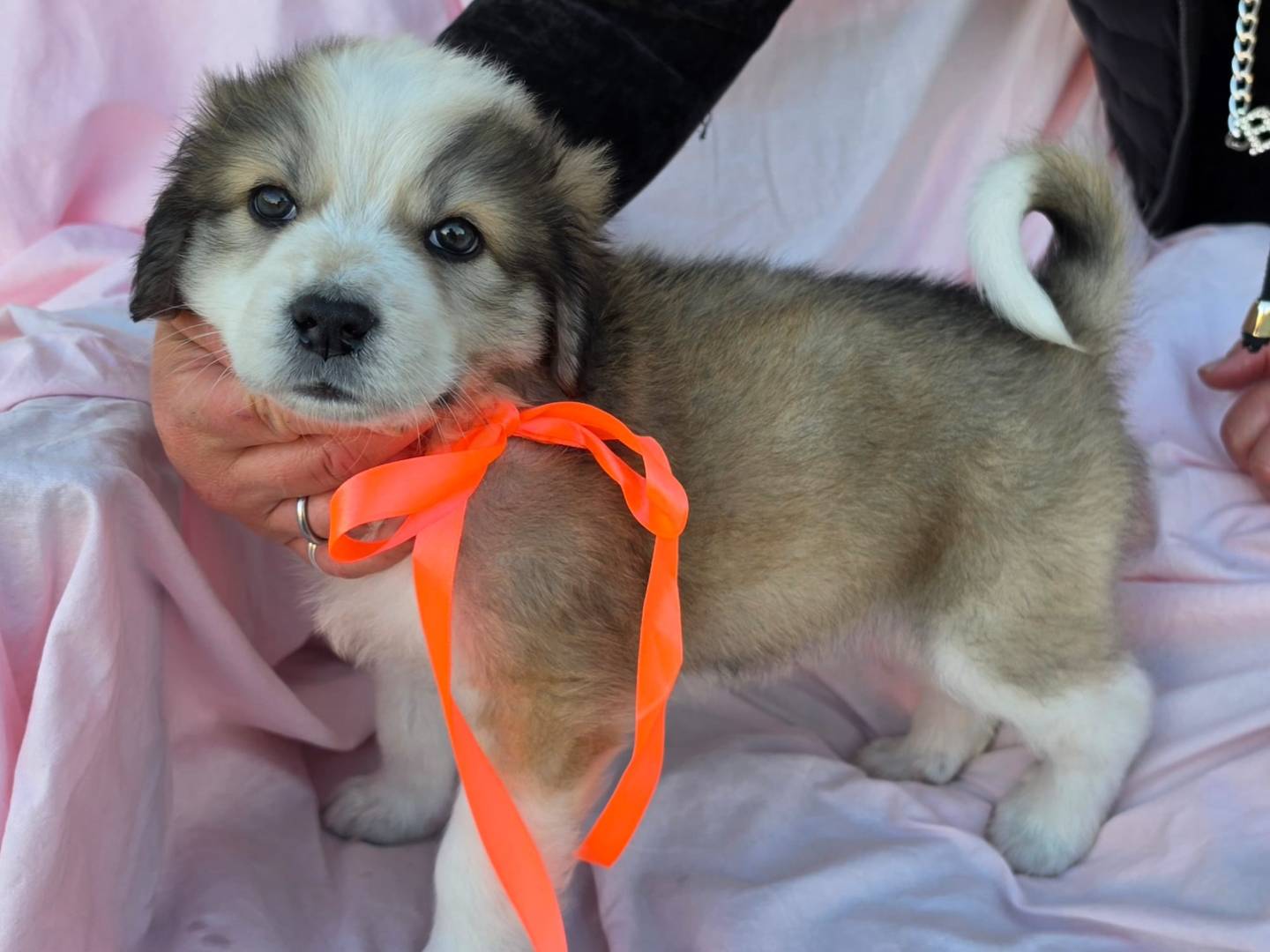 Adotta un cane, taglia grande, femmina, Taranto