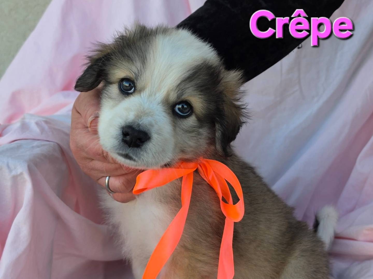 Vuoi adottare un cane a Taranto?