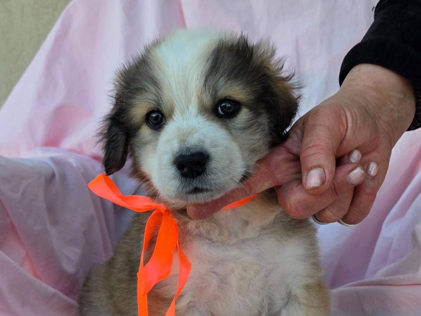 Adotta il cane Crépe a Taranto