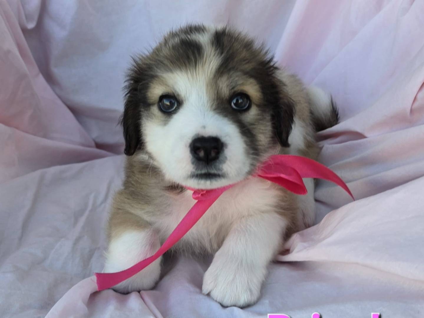 Adozione cane, femmina, Razza sconosciuta Razza sconosciuta, 1 mesi, taglia grande, Taranto