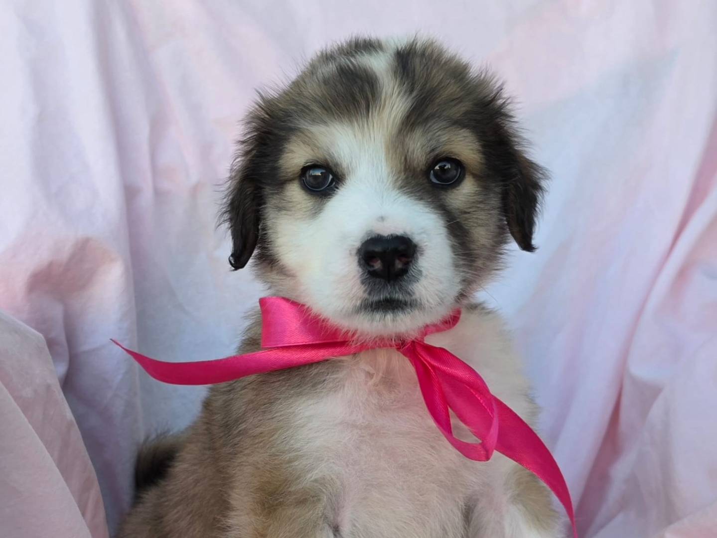 Vuoi adottare un cane a Taranto?