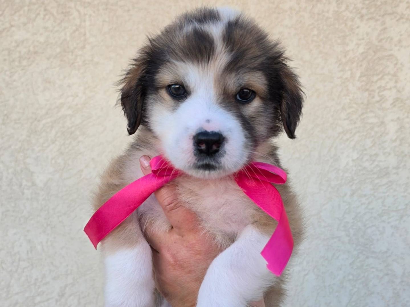 Adotta il cane Brioche a Taranto