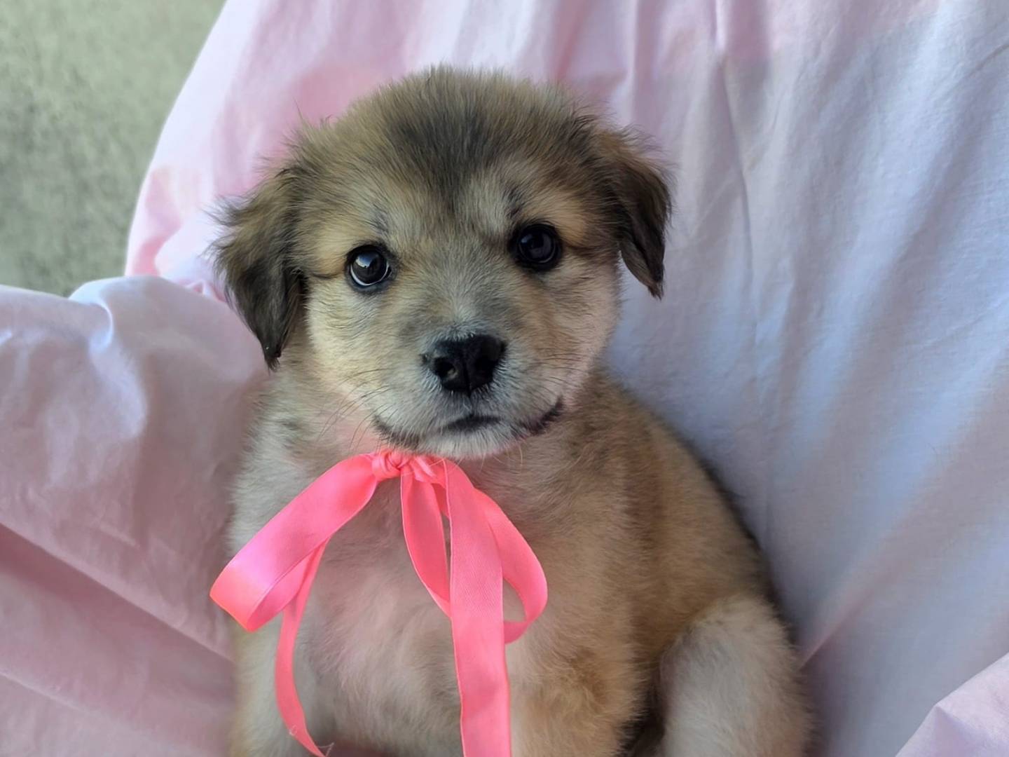 Adozione cane, femmina, Razza sconosciuta Razza sconosciuta, 1 mesi, taglia grande, Taranto