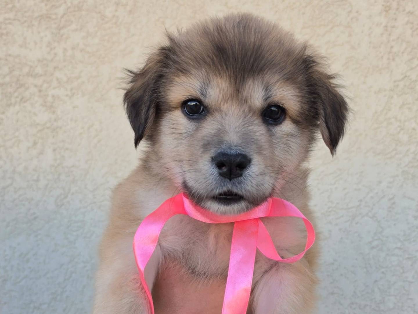 Adotta un cane, femmina, 1 mesi, Taranto