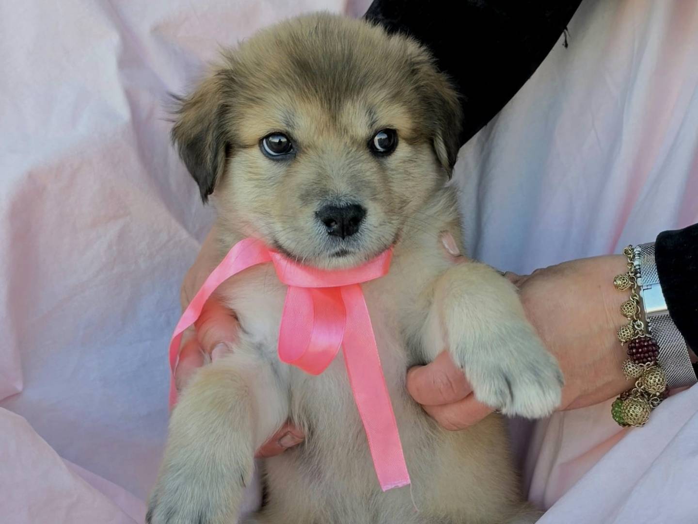 Adotta un cane, taglia grande, femmina, Taranto