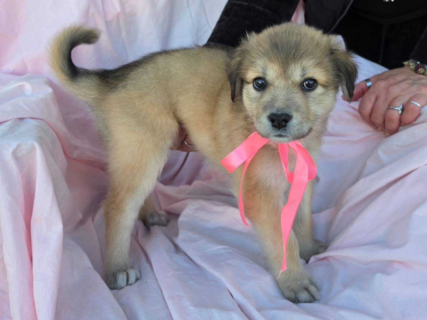 Vuoi adottare un cane a Taranto?