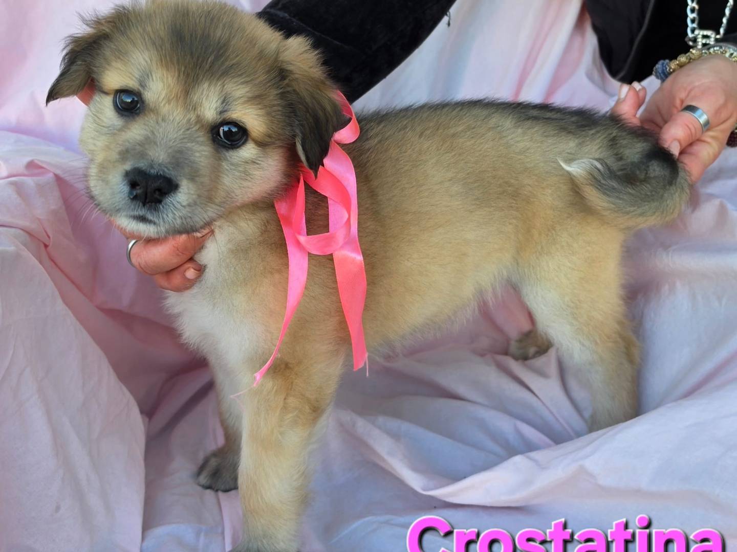 Adotta il cane Crostatina a Taranto