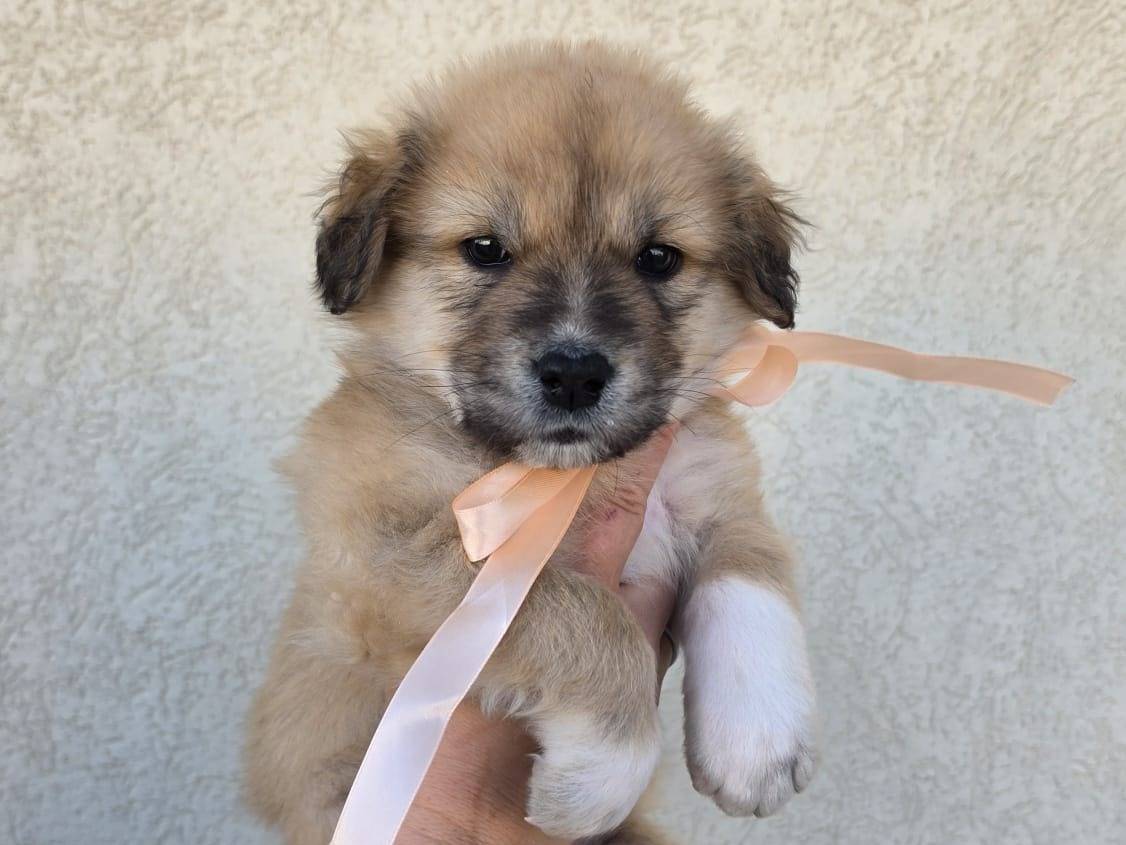 Adozione cane, femmina, Razza sconosciuta Razza sconosciuta, 1 mesi, taglia grande, Taranto