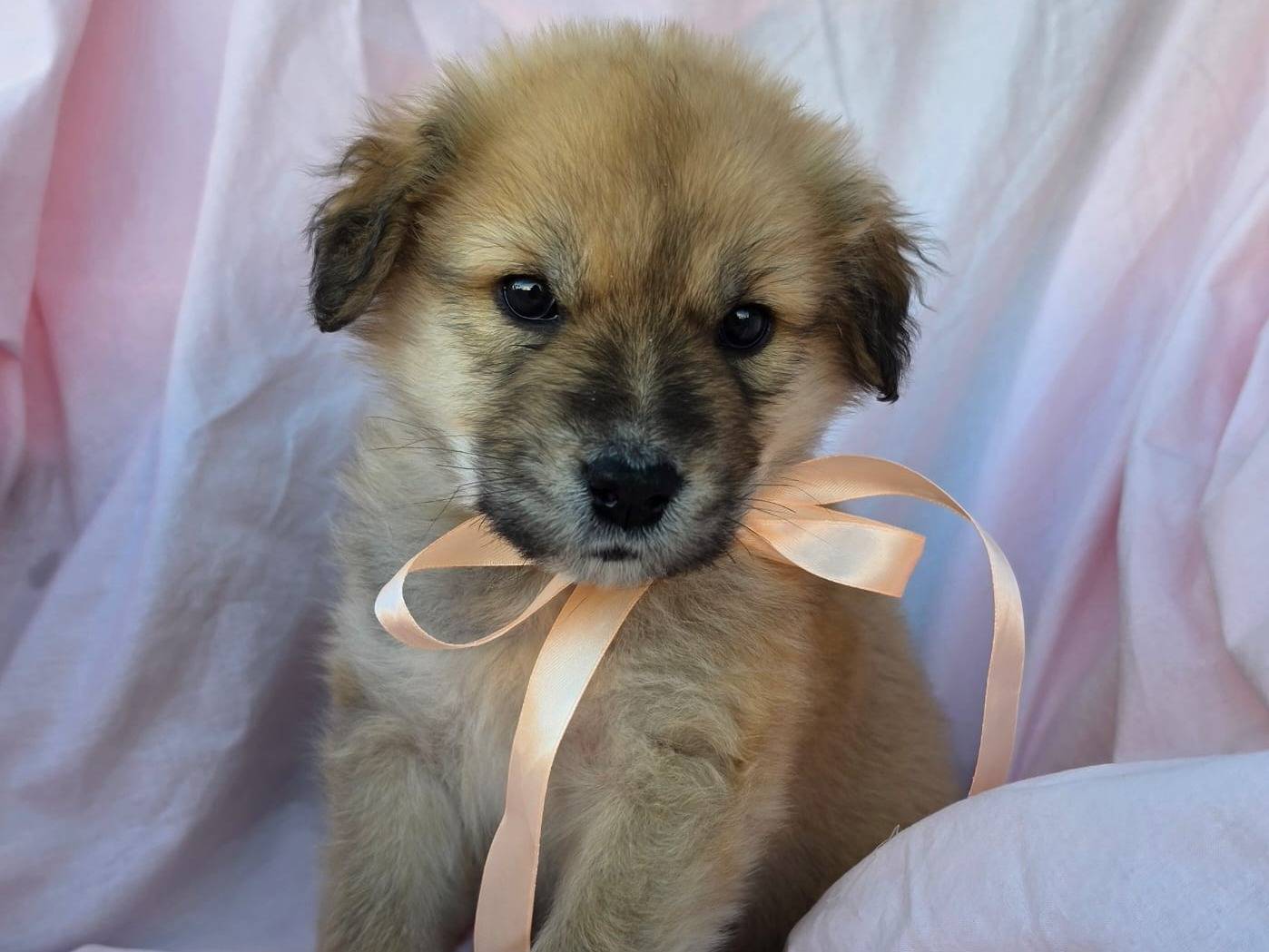 Adotta un cane, femmina, 1 mesi, Taranto