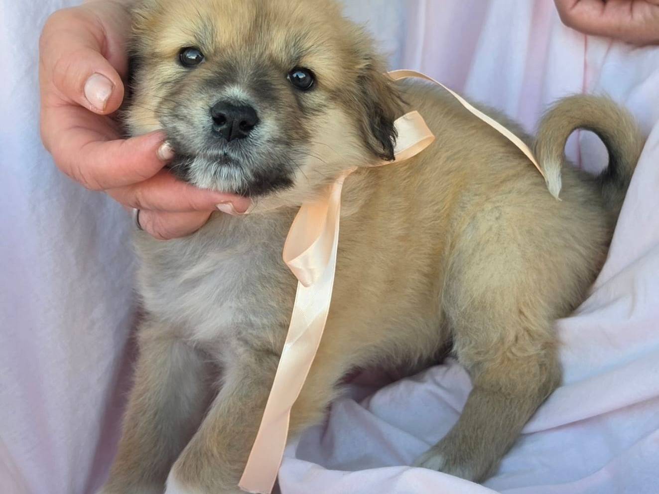 Adotta un cane, taglia grande, femmina, Taranto