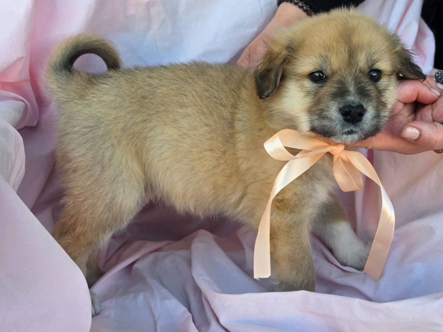 Vuoi adottare un cane a Taranto?