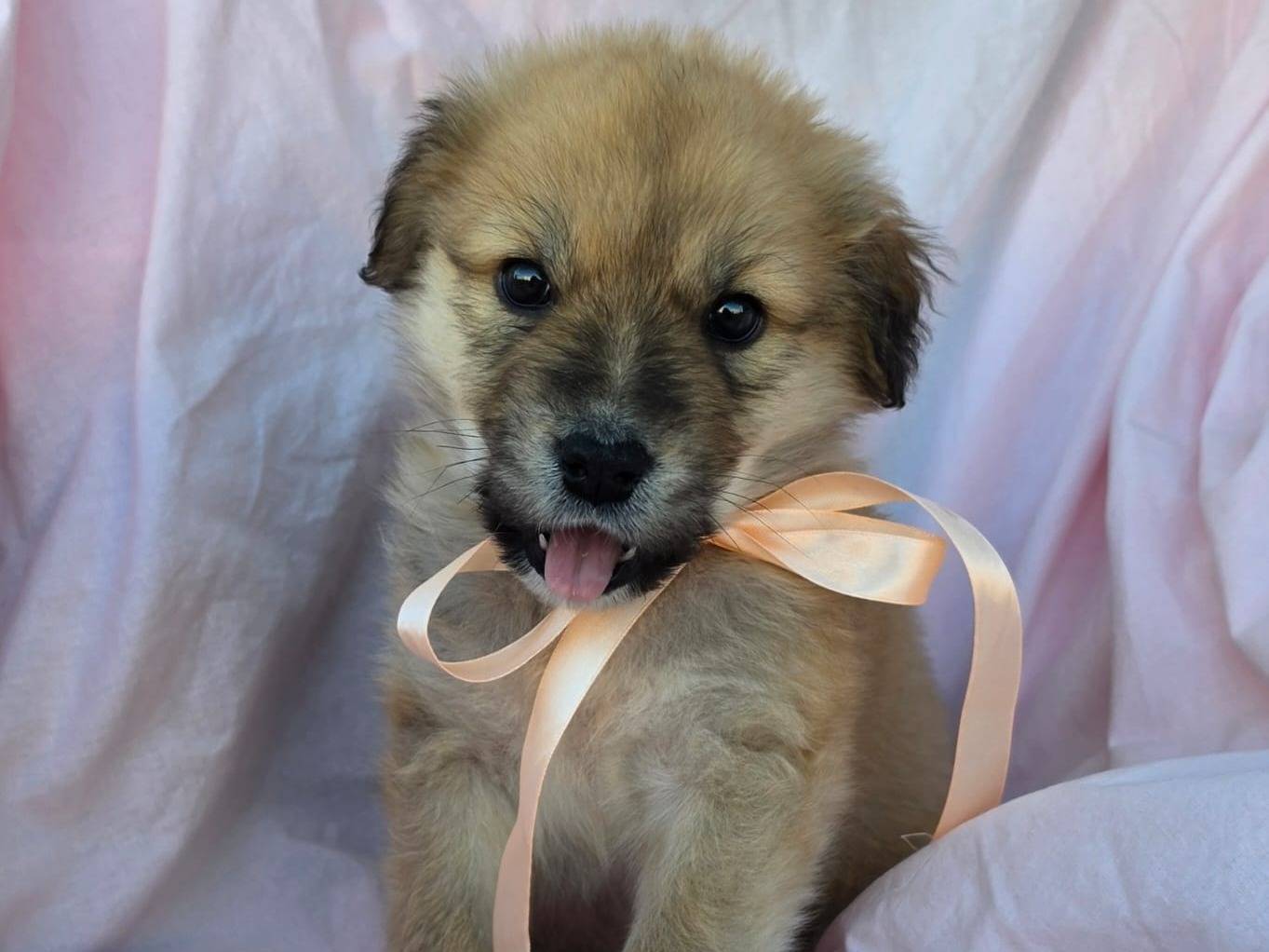 Adotta il cane Ciambella a Taranto