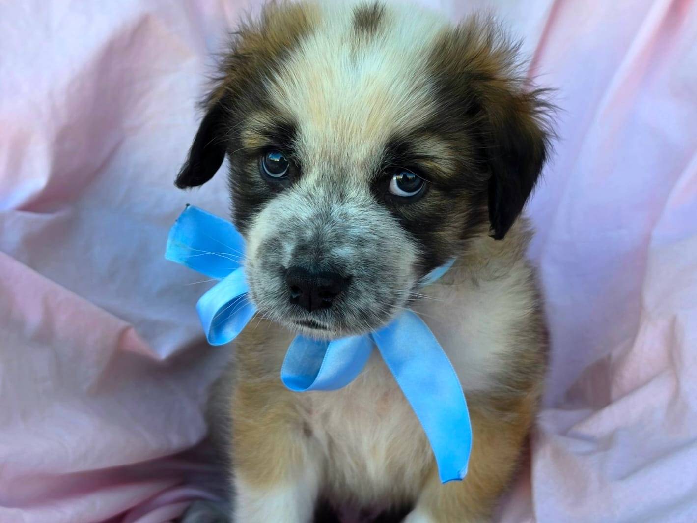 Adotta un cane, maschio, 1 mesi, Taranto