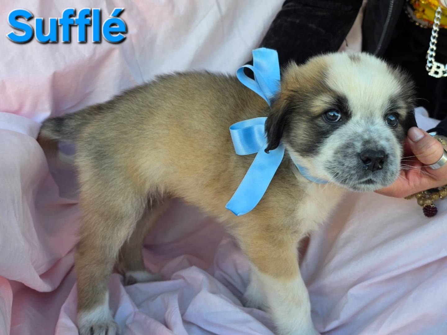 Adotta un cane, taglia grande, maschio, Taranto