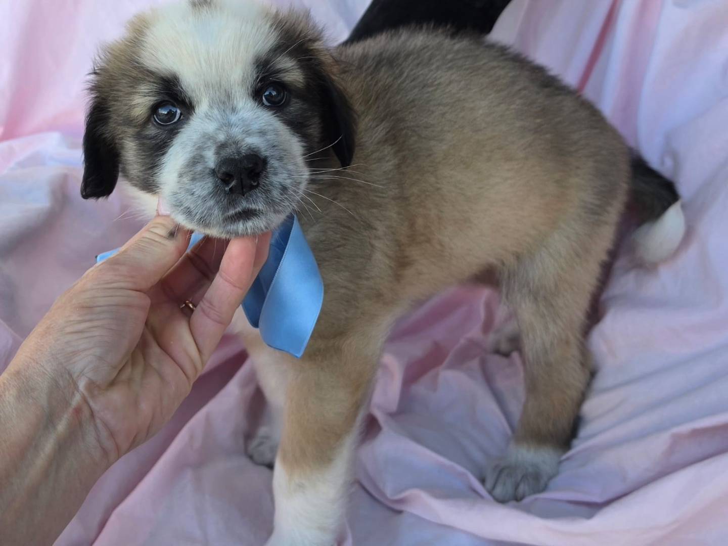 Vuoi adottare un cane a Taranto?